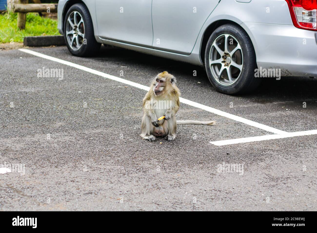 Affen am Aussichtspunkt Schluchten. Black River Gorges Nationalpark. Mauritius. Stockfoto