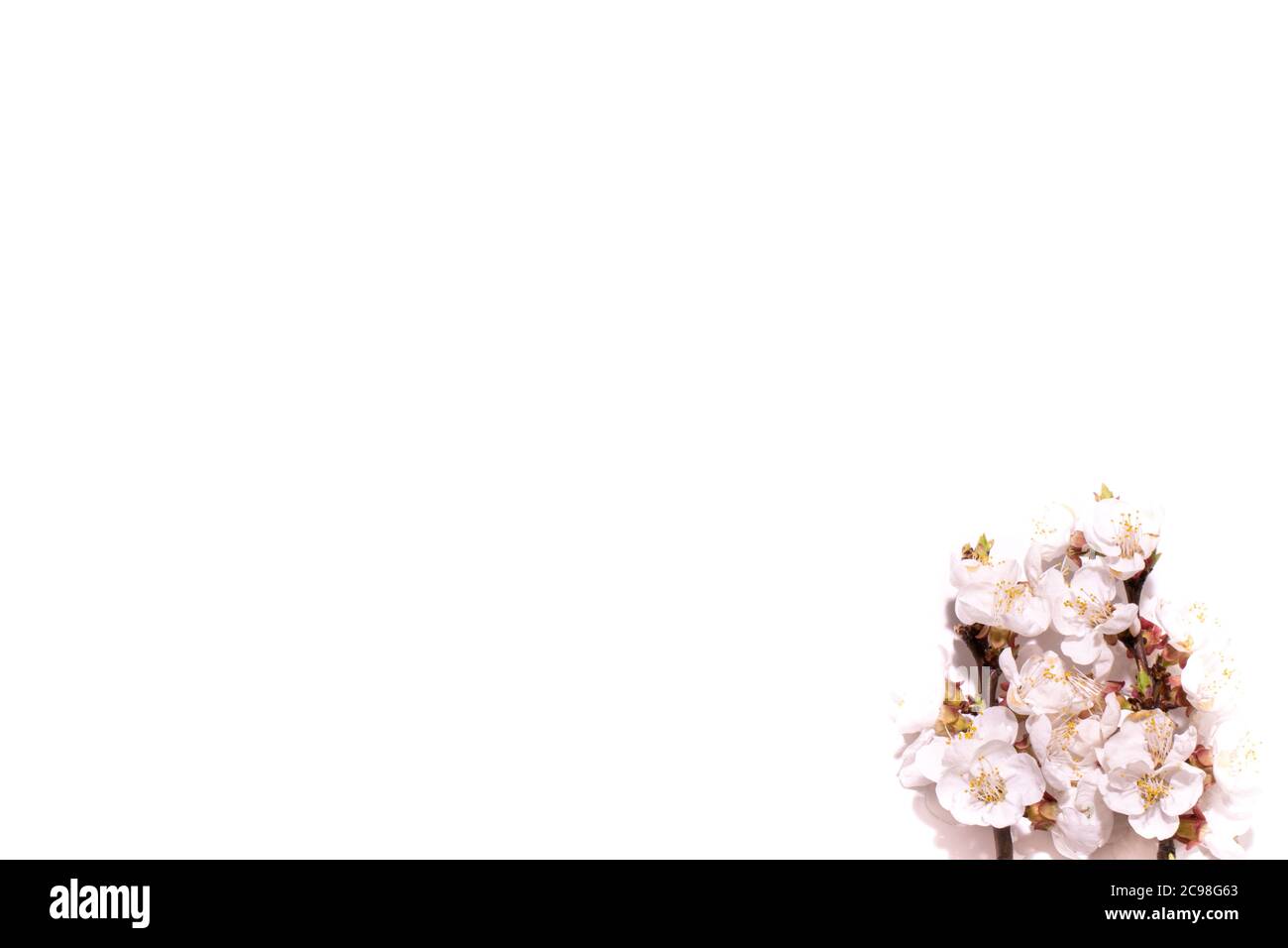 Weißer Frühling mit Aprikosenblüten. Sanfter heller Hintergrund. Stockfoto