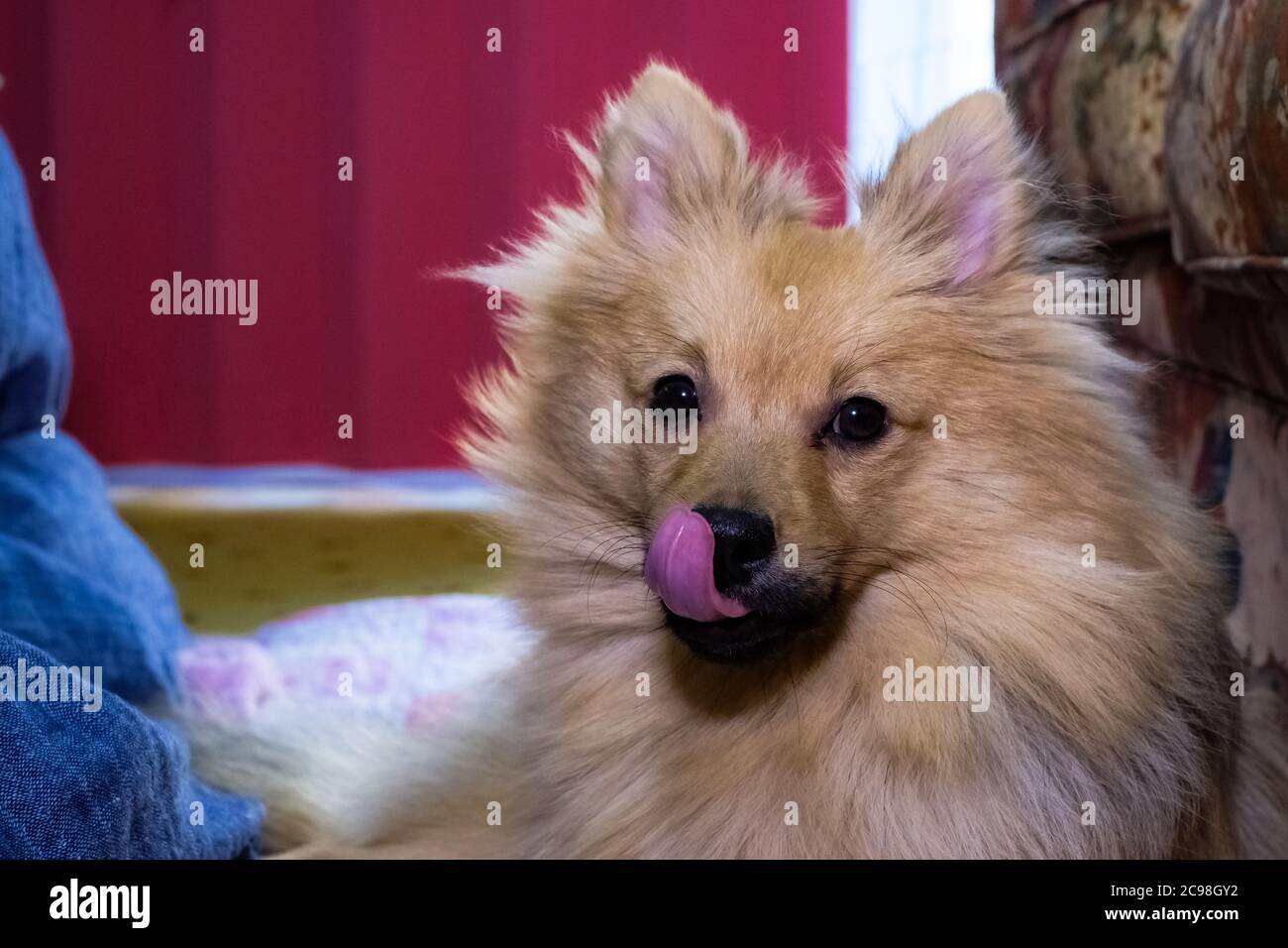 Dieser Hund leckt gerne! Stockfoto