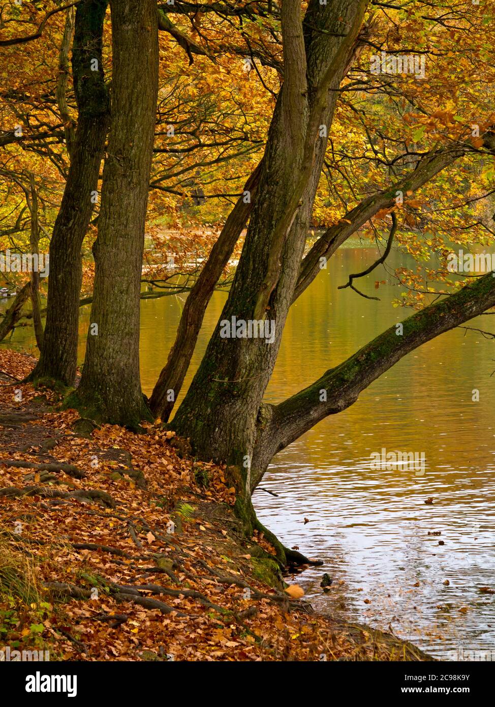 Herbstbäume im Wald am Linacre Reservoir in der Nähe von Chesterfield im Derbyshire Peak District England Stockfoto