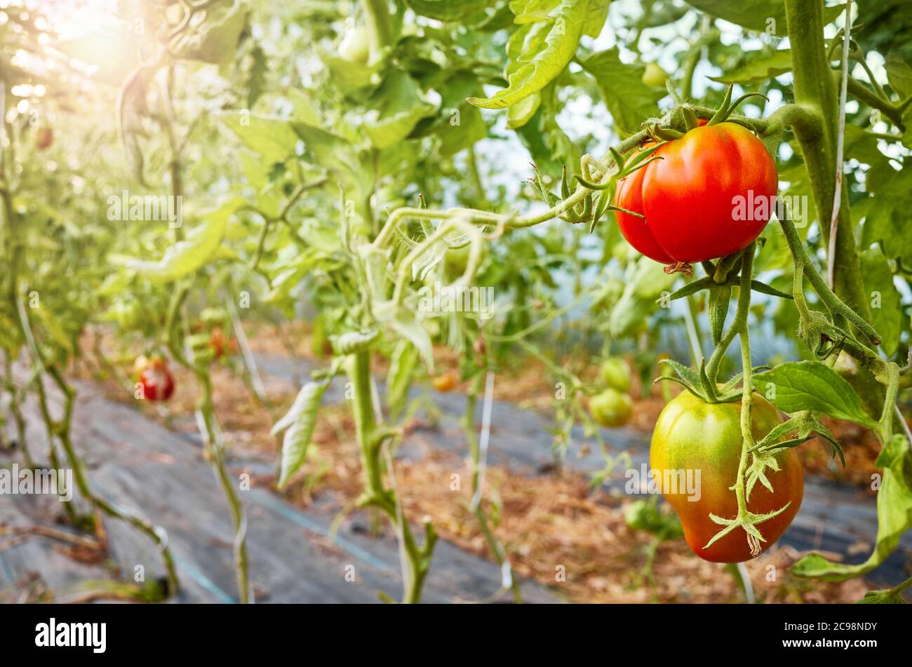 Reifung von Bio-Tomaten in einem Gewächshaus, selektiver Fokus. Stockfoto