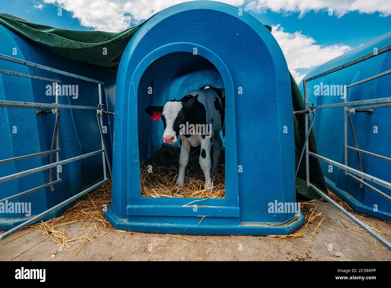 Junges Holstein-Kalb im blauen Kalbshaus auf dem Tagebuchhof Stockfoto