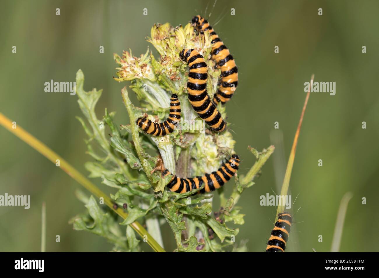 Zinnober Motte Raupen ernähren sich von Kreuzkraut Stockfoto