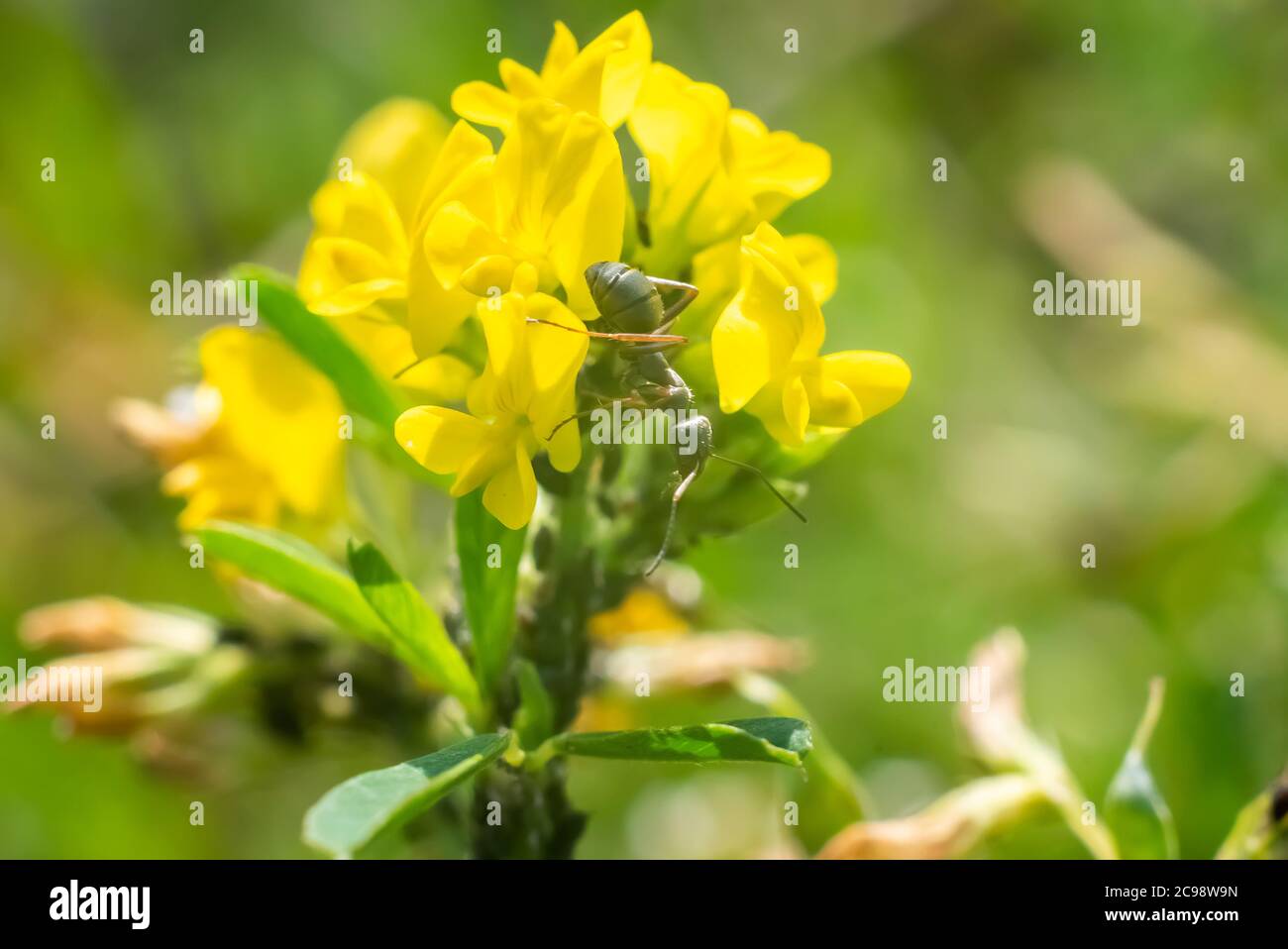 Ameisen auf Wildblumen, auf grünem Hintergrund. Stockfoto