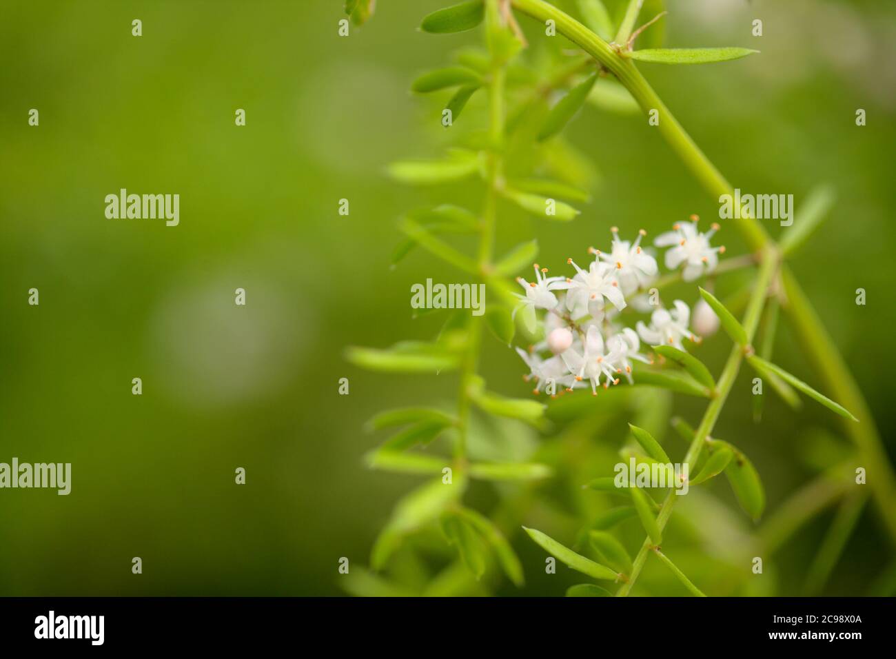 Kleine weiße Blüten von Spargel densiflorus, der Spargelfarn, natürliche Makro-floralen Hintergrund Stockfoto