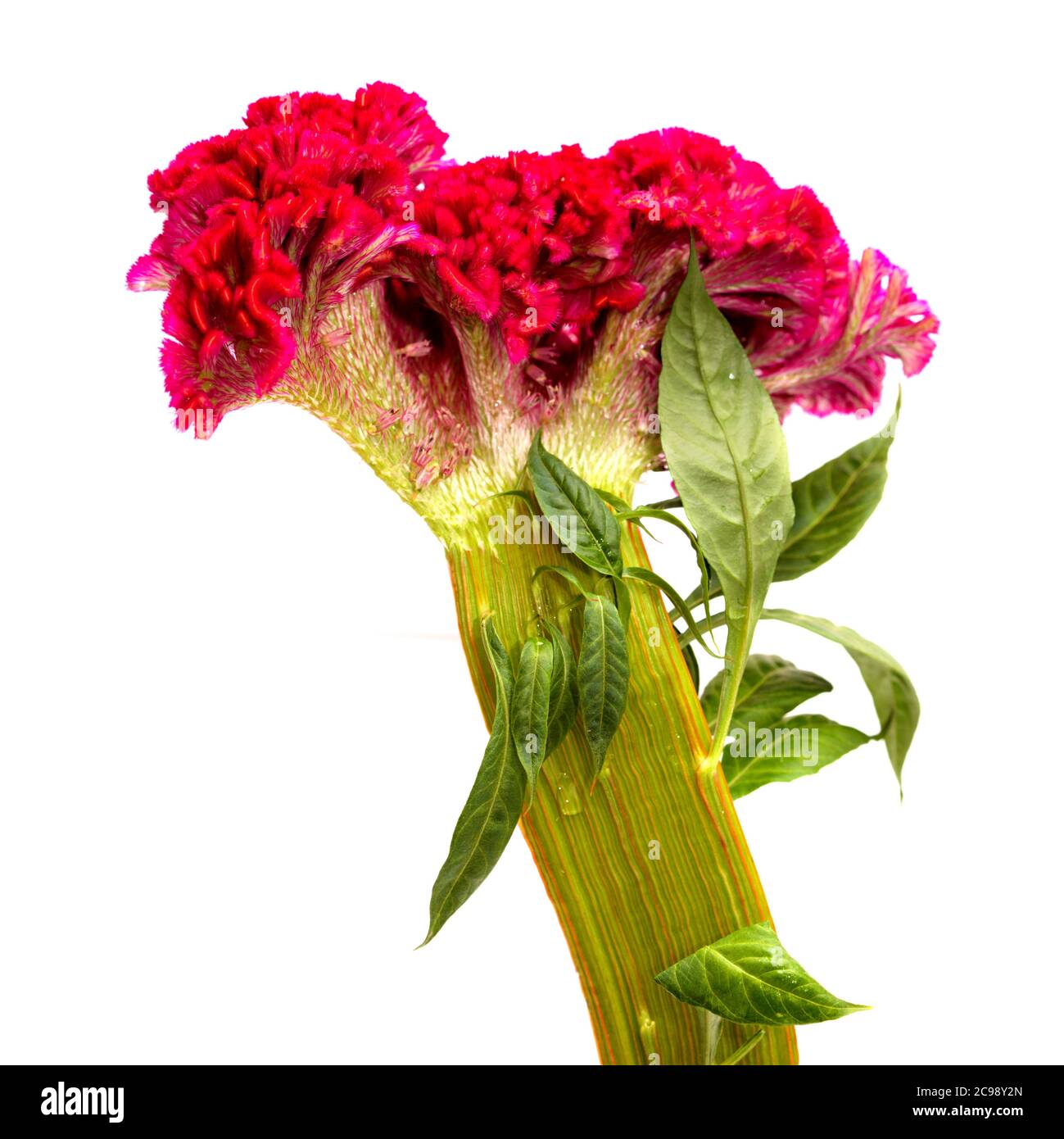 Celosia cristata, Cockscomb Blume, isoliert auf einfachem Hintergrund Stockfoto