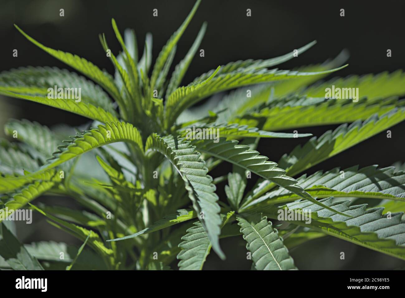 Cannabis, Marihuanapflanze, die im Freien wächst Stockfoto