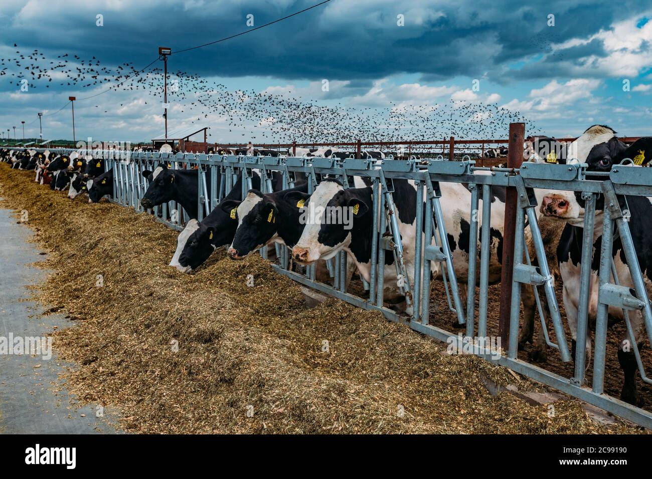 Holstein friesische Milchkühe im freien offenen Stall Stockfoto