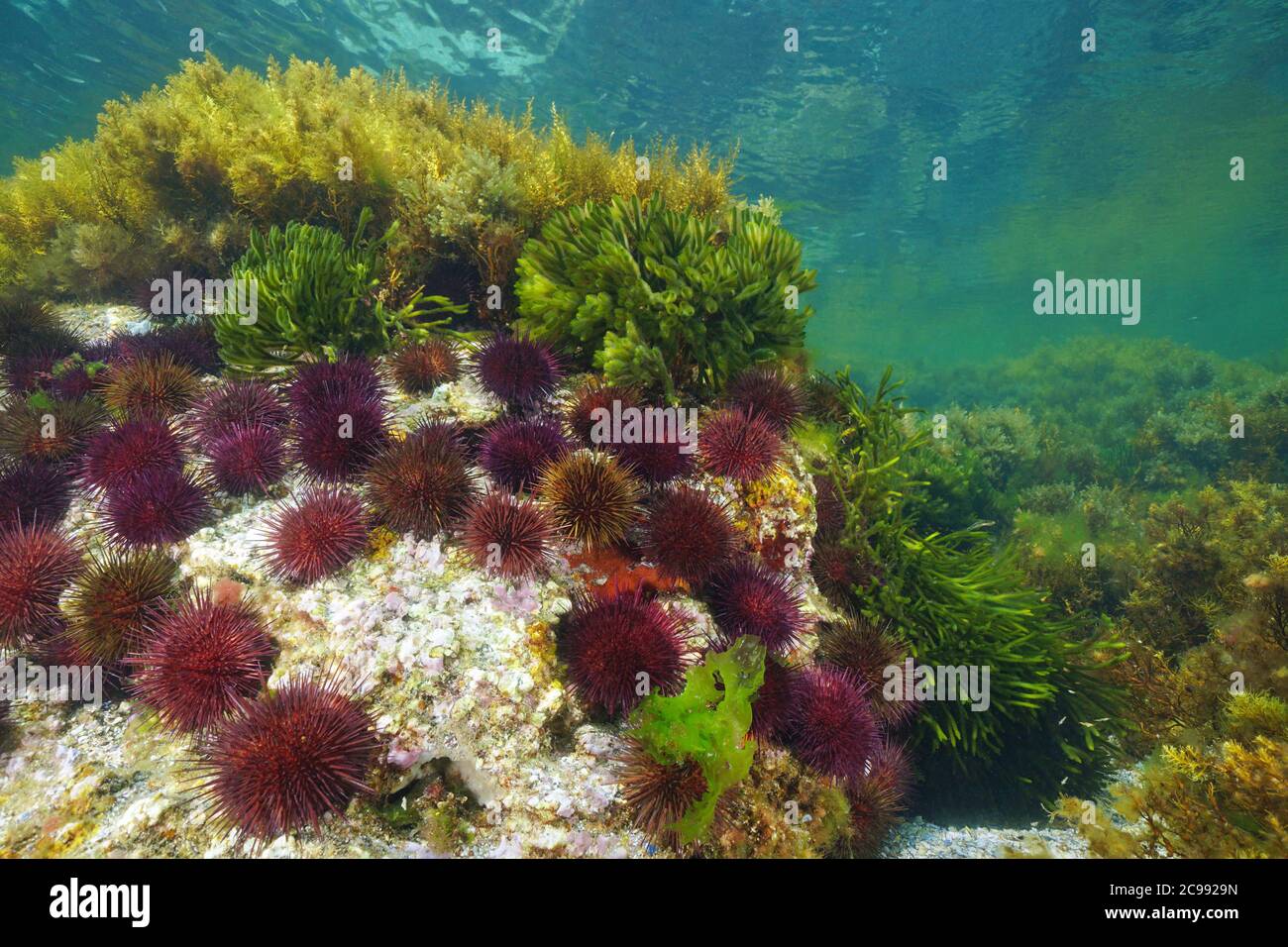 Gruppe von lila Seeigel mit Algen unter Wasser, Atlantik, Galizien, Spanien, Pontevedra Stockfoto
