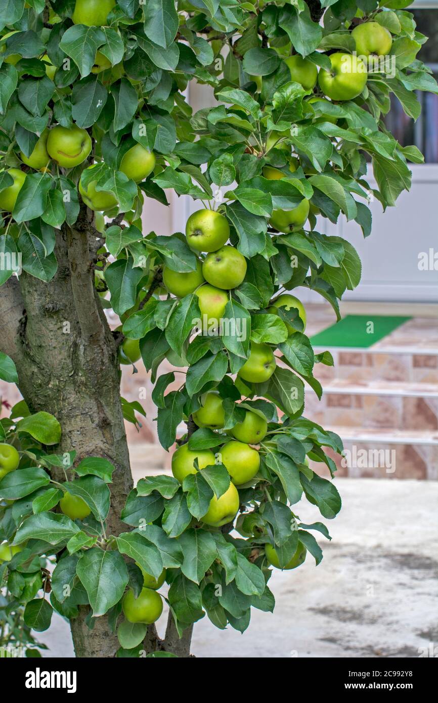Ein schöner und gesunder grüner Apfelbaum auf einem Baum. Der Baum ist die Dekoration eines ansonsten schönen und gepflegten Hofes. Stockfoto