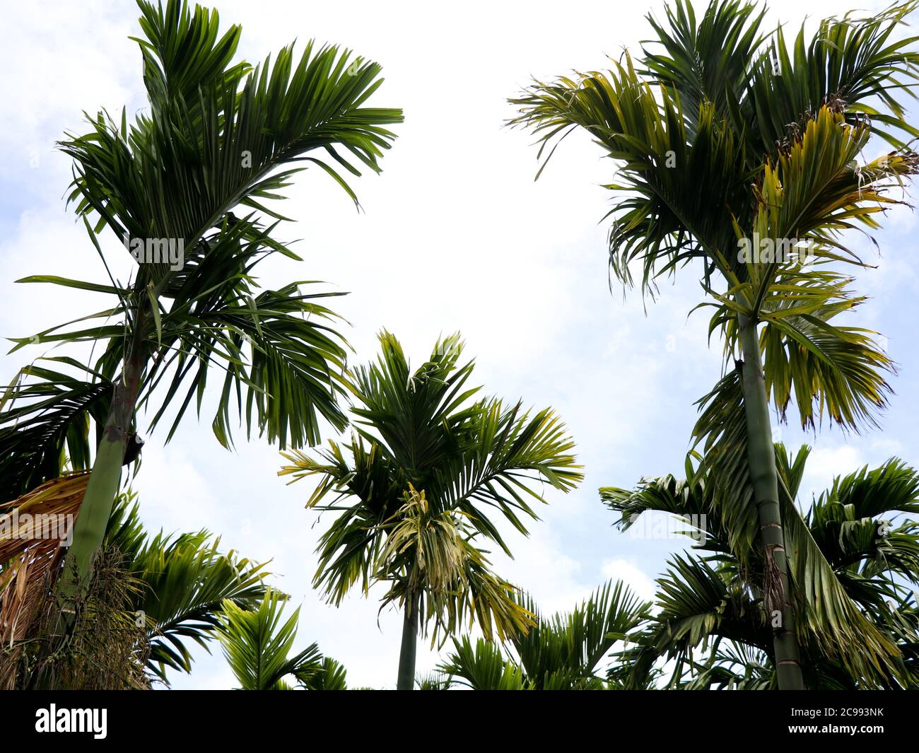 Spitze der Areca-Mutter oder Betel-Nussbäume gegen den Himmel, niedrige Winkel Ansicht Stockfoto