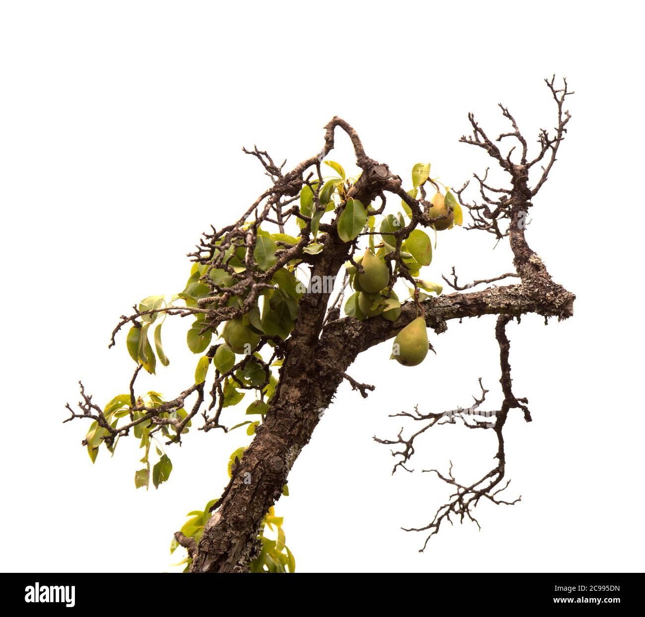 Birnenzweige mit reifenden Früchten isoliert auf weißem Hintergrund Stockfoto