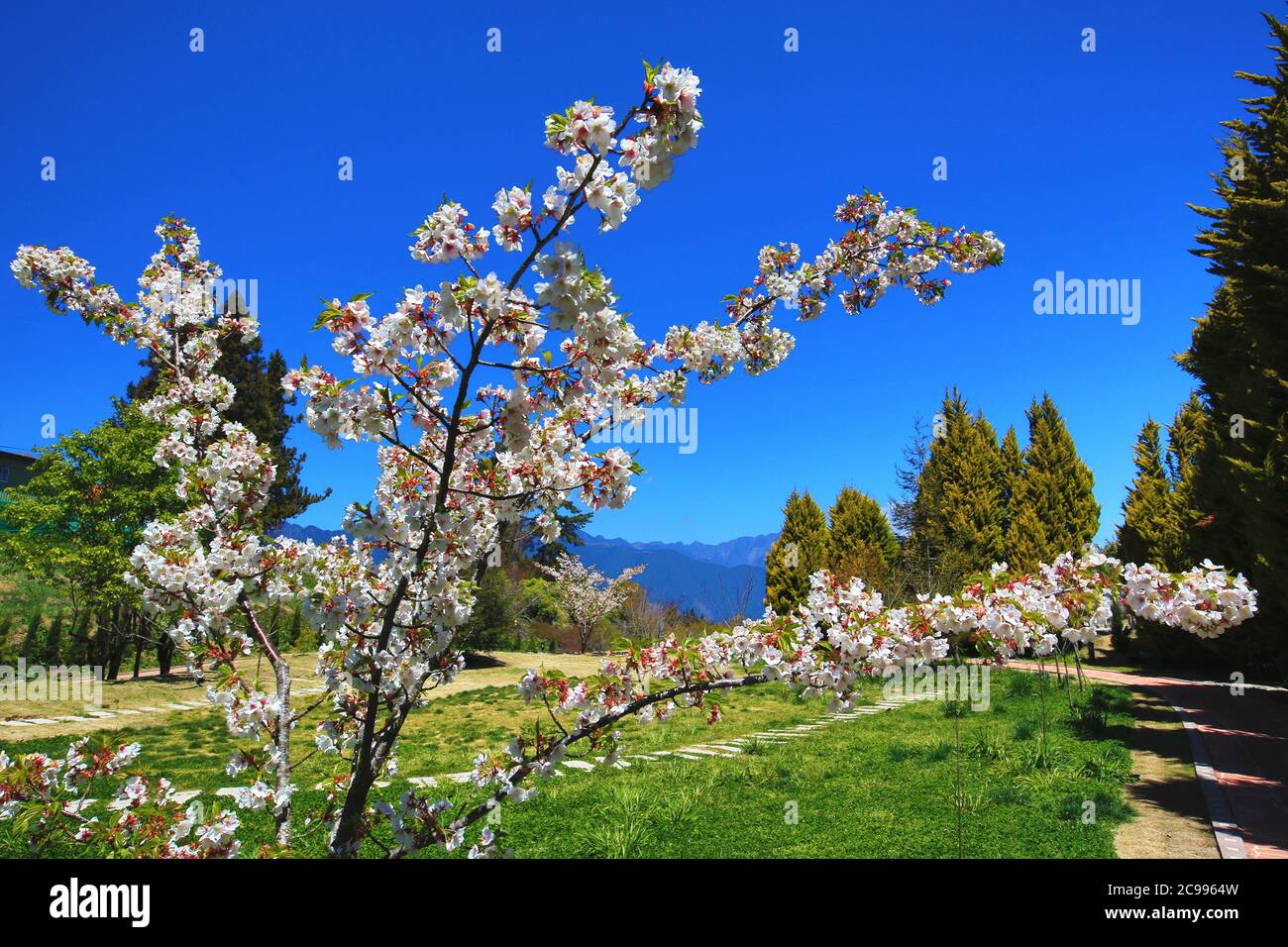 Weißen Kirschblüten Blumen mit blauem Himmel, weißen mit rotem Kirschblüten blühen auf dem Zweig mit Pfad im Frühjahr Stockfoto