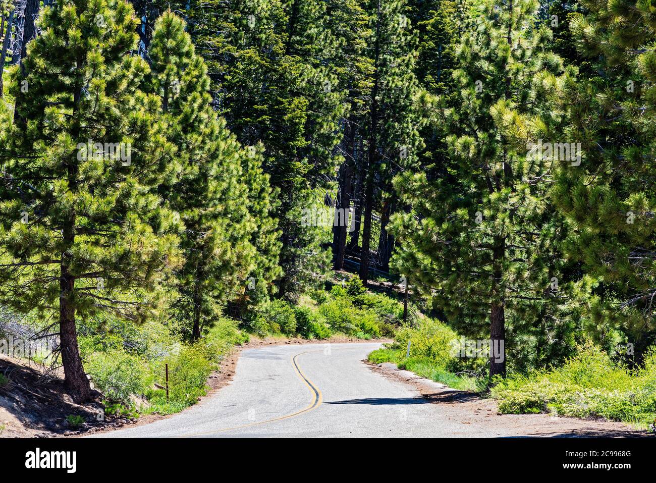 Asphaltierte Straße bergab mit doppelten gelben Linien, die durch hohe grüne Waldbäume führen. Stockfoto