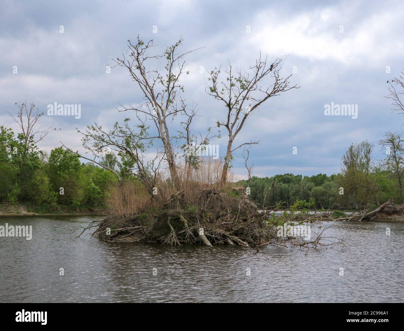 Kleine Flussinsel durch Hochwasser und Erdrutsche im Kopacki Rit Nationalpark geschaffen, jetzt Nistplatz für wenige Kormorane hier leben Stockfoto