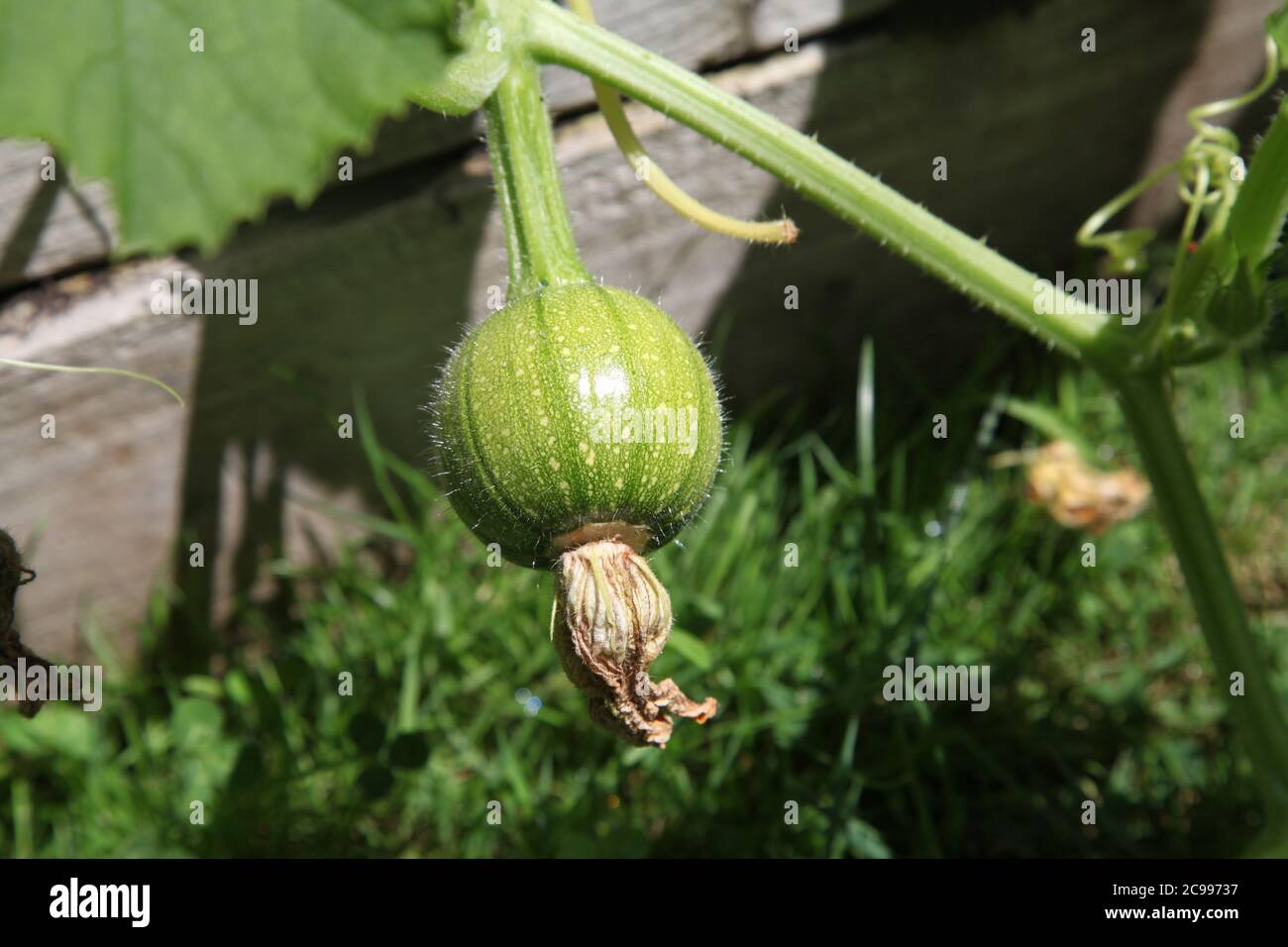 Baby unreife essbare Kürbis wächst auf Weinrebe in UK Gartenzuteilung, Juli 2020 Stockfoto