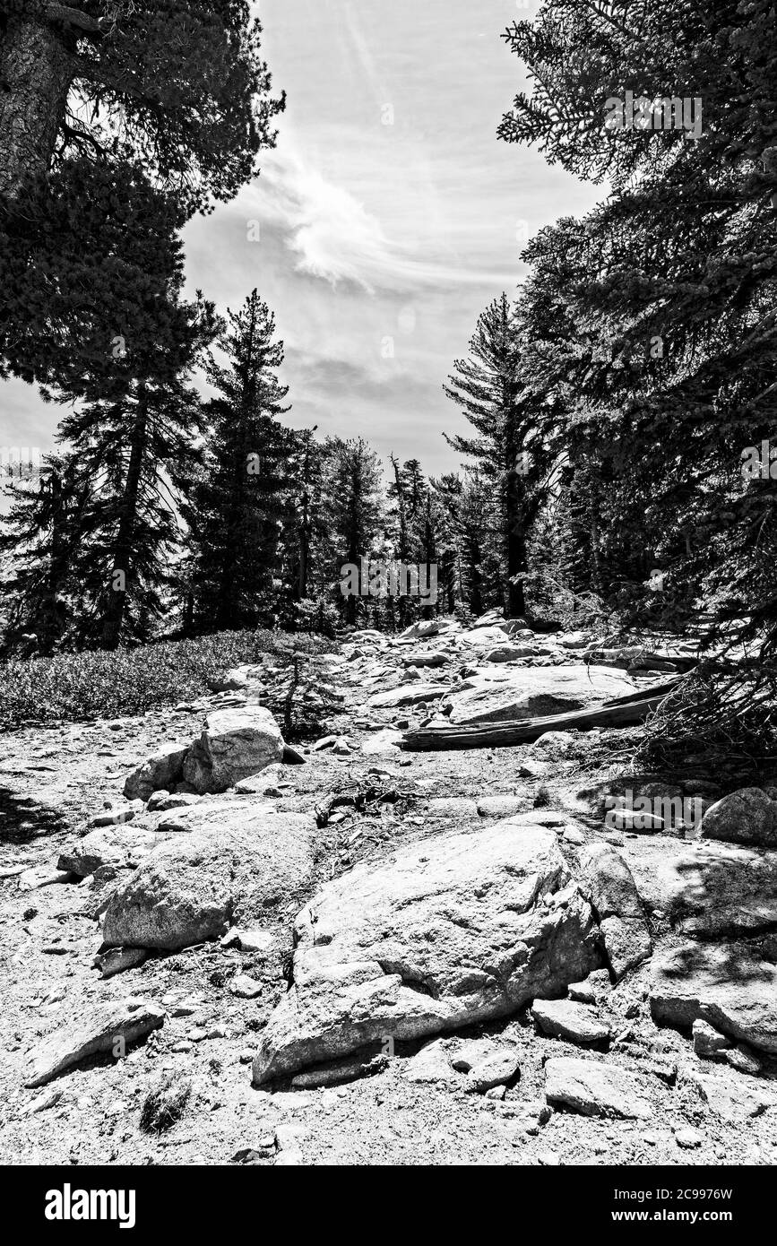 Felsiger Wanderweg, der durch den Wald führt. Stockfoto