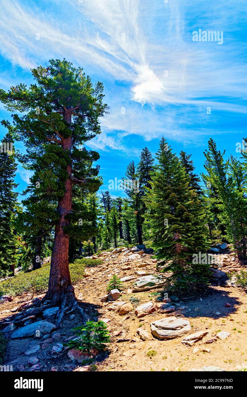 Felsiger Wanderweg führt vorbei an riesigen Bäumen in den Wald unter blauem Himmel weißen Wolken. Stockfoto