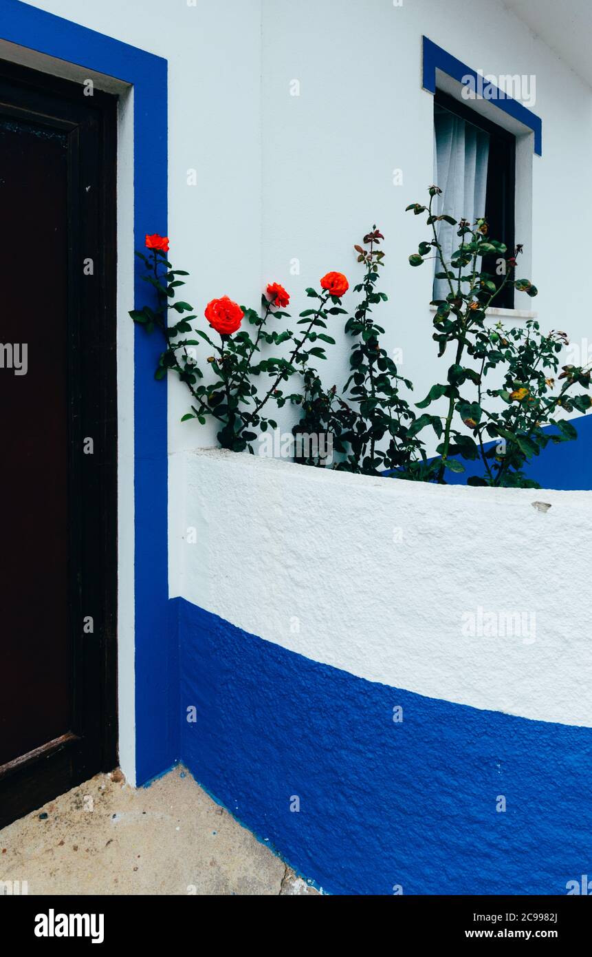 Rote Rosen an der Fassade eines weiß getünchten Gebäudes in Porto Covo, Alentejo, Portugal Stockfoto