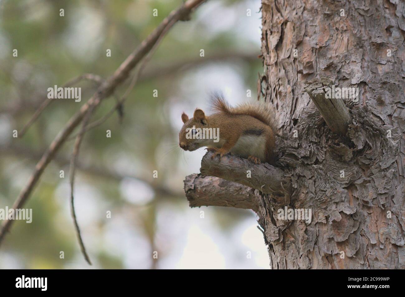 Ein Eichhörnchen, das auf einem Baum sitzt Stockfoto