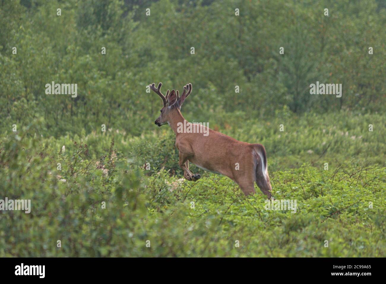 weißschwanzhirsche, die vor der Kamera davonlaufen Stockfoto