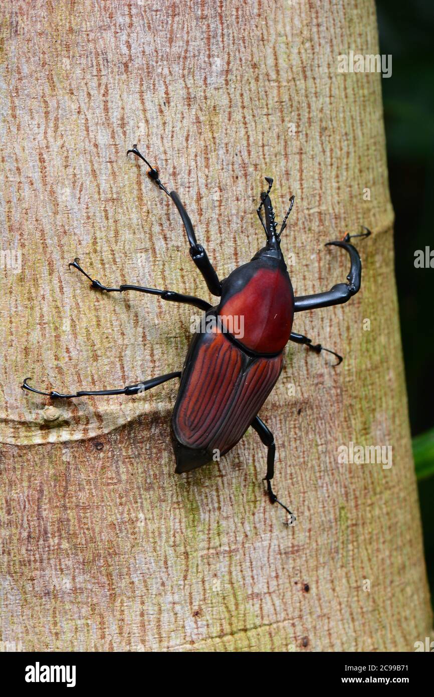 Riesiger Palmweevil auf einem Baum Stockfoto