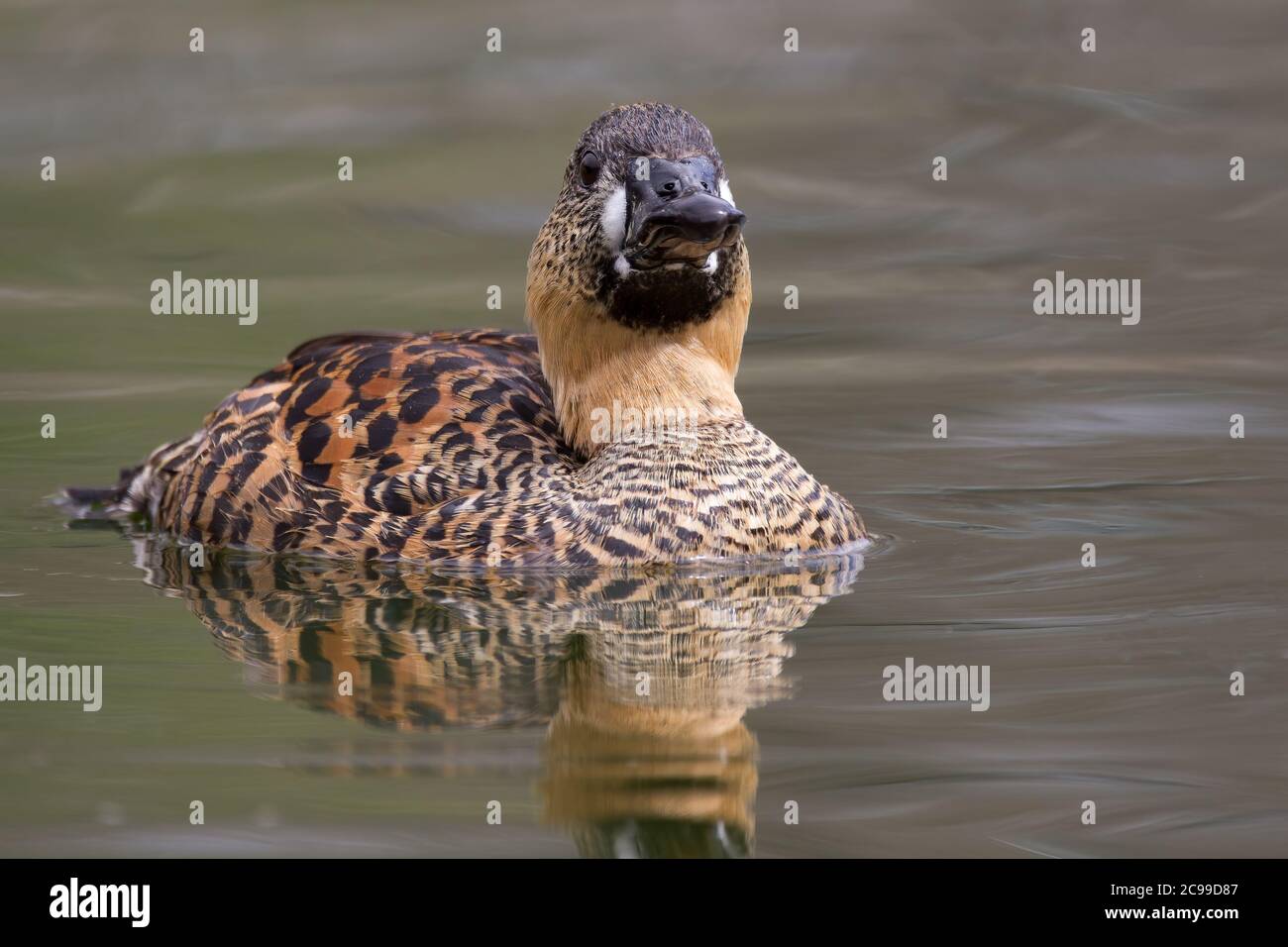 Eine Ente mit weißen Rücken schwimmend in einem Teich Stockfoto