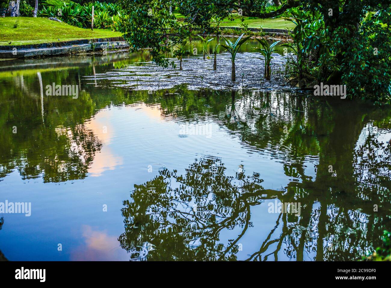 Curepipe Botanic Gardens (oder SSR Botanical Garden of Curepipe) in Route des Jardins, Curepipe, ist der zweitgrößte botanische Garten in Mauritius. Stockfoto