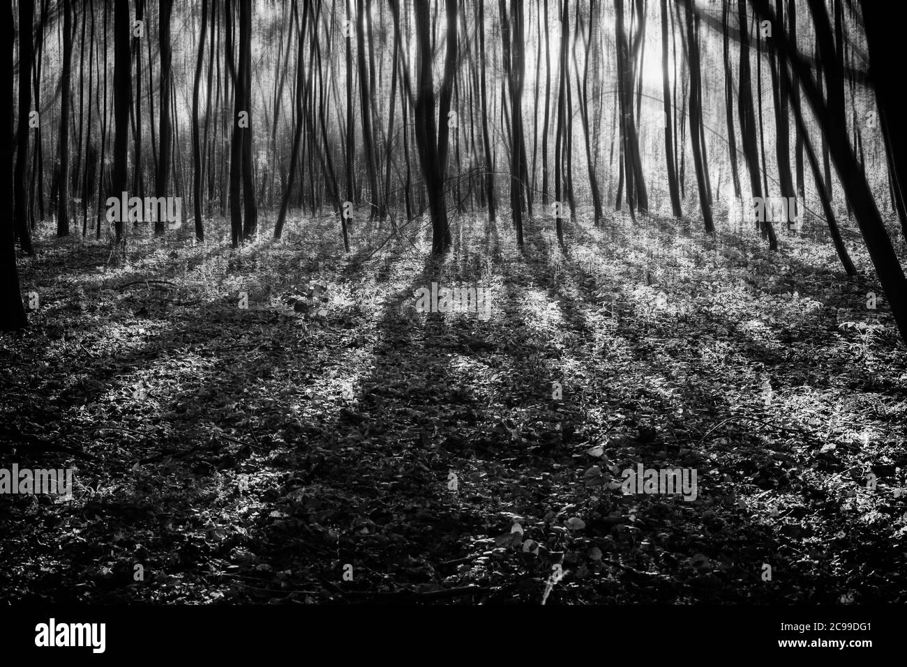 Viele junge Bäume werfen Schatten, verschwommene Bewegung in den Baumkronen, abstrakte Fotografie, schwarz und weiß Stockfoto