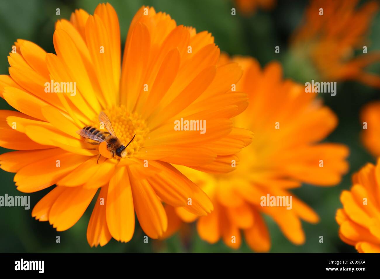 Leuchtend orange Ringelblume mit Luftkissenfliege Stockfoto