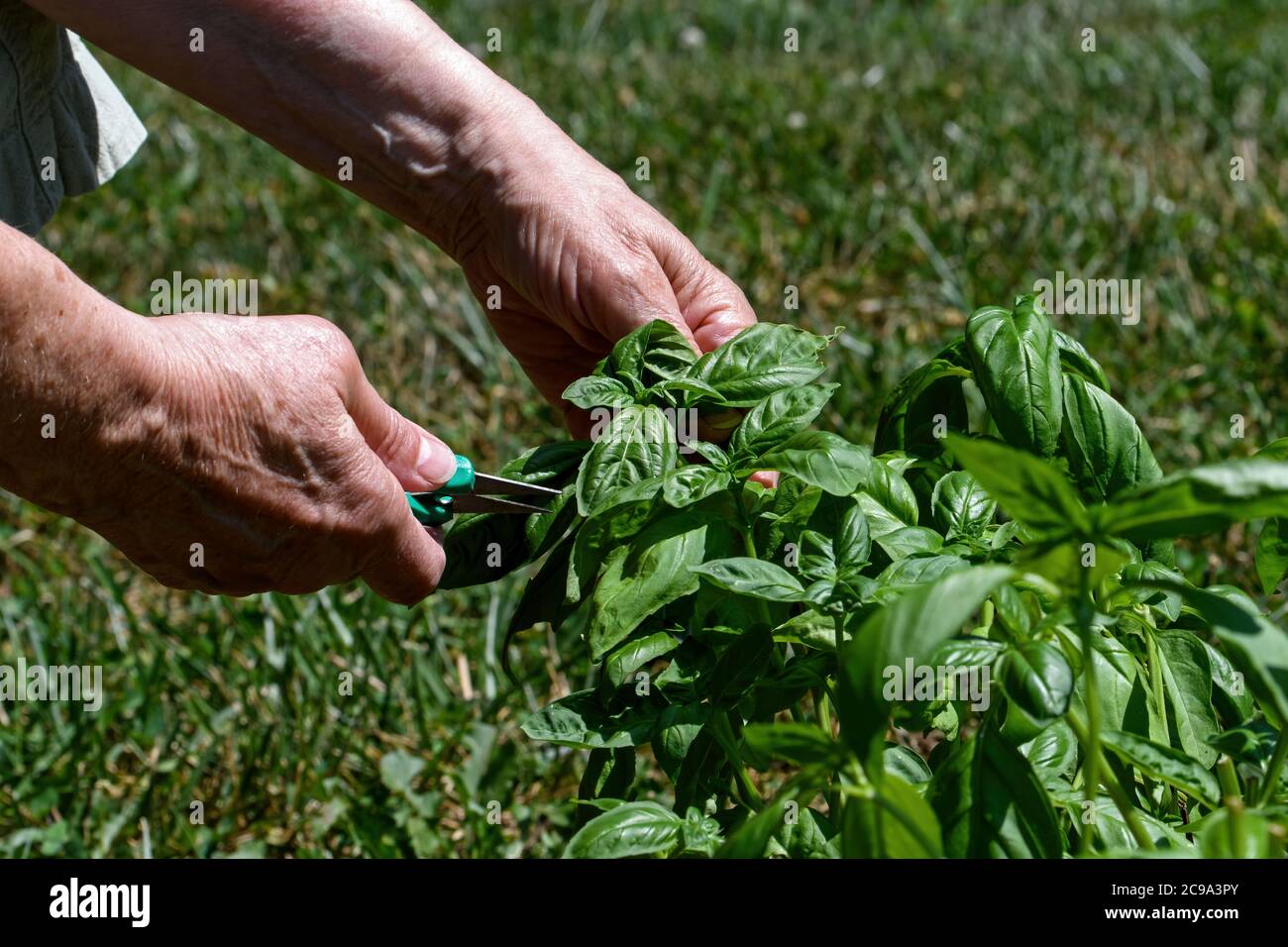 Ernte von Basilikum von Hand im Garten an einem sonnigen Tag. Stockfoto