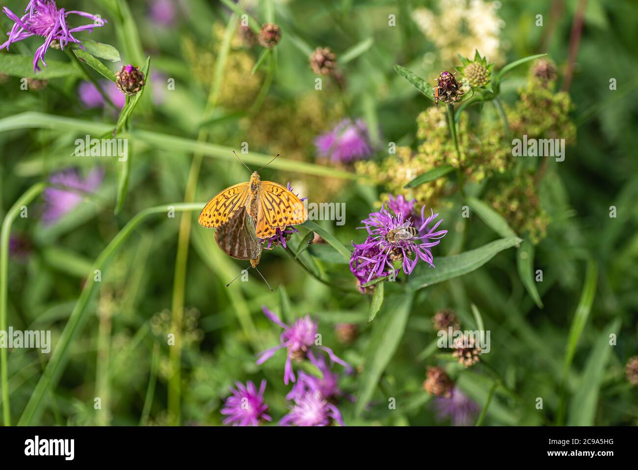 Zwei Schmetterlinge, die sich auf einer Blume paaren, und eine Biene, die in der schwedischen Landschaft den Hals pflückt. Es gibt etwa 120 Arten in Schweden. Stockfoto
