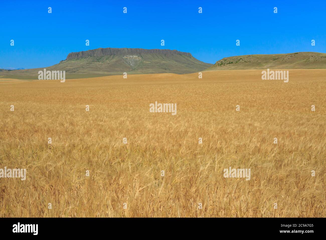 Feld von goldenem Weizen unter Krone butte in der Nähe von simms, montana Stockfoto