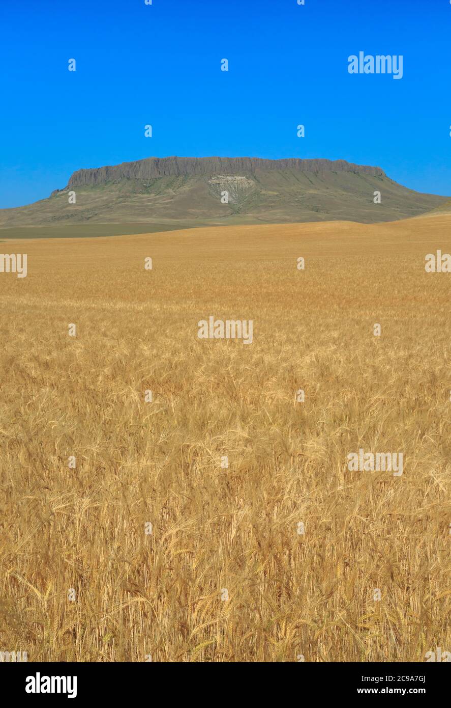 Feld von goldenem Weizen unter Krone butte in der Nähe von simms, montana Stockfoto