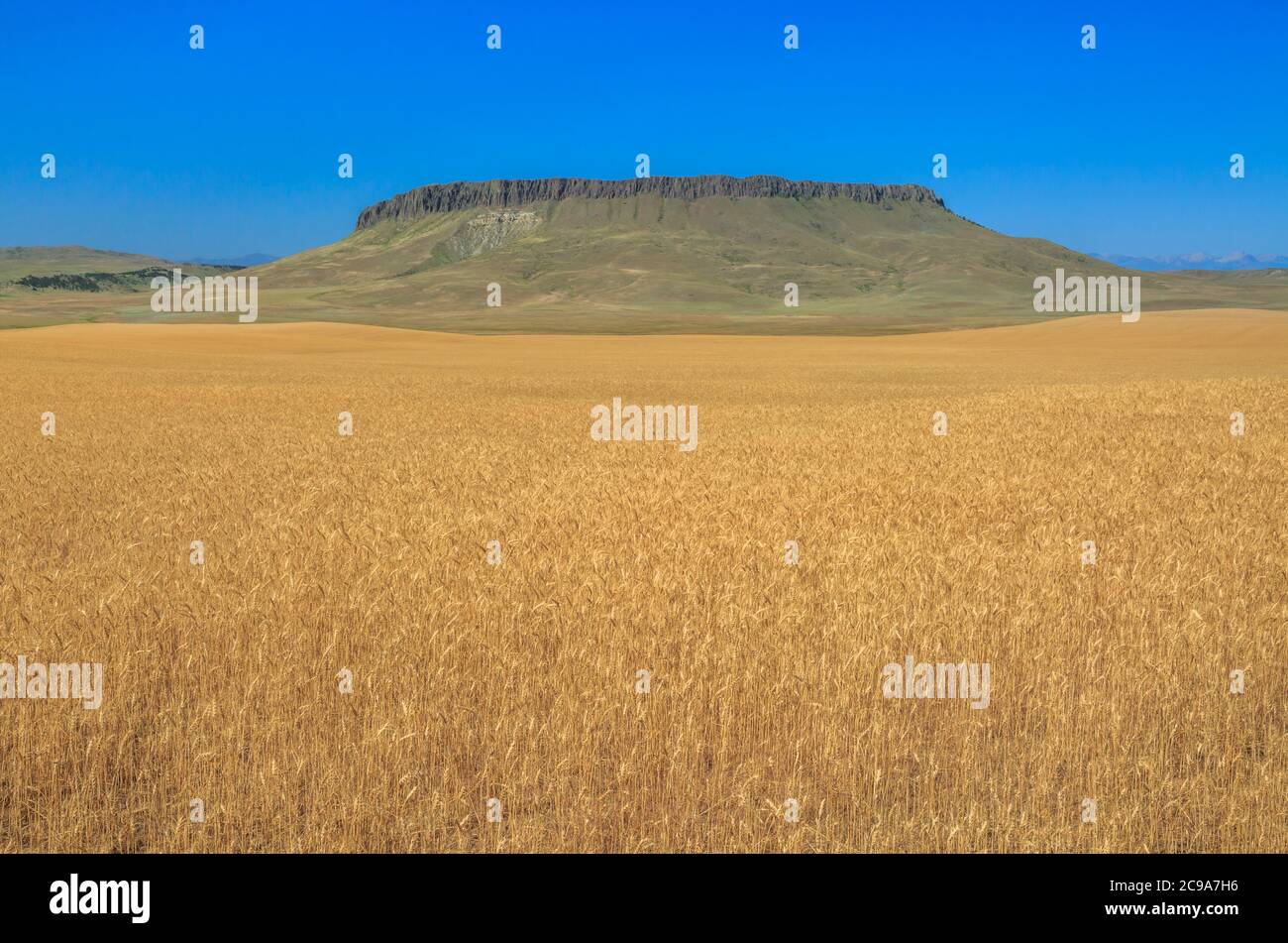 Feld von goldenem Weizen unter Krone butte in der Nähe von simms, montana Stockfoto