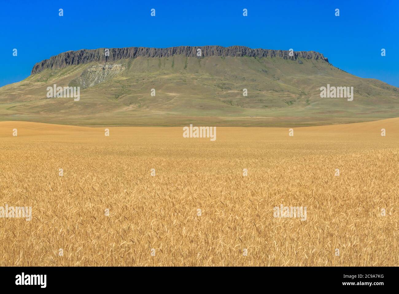 Feld von goldenem Weizen unter Krone butte in der Nähe von simms, montana Stockfoto