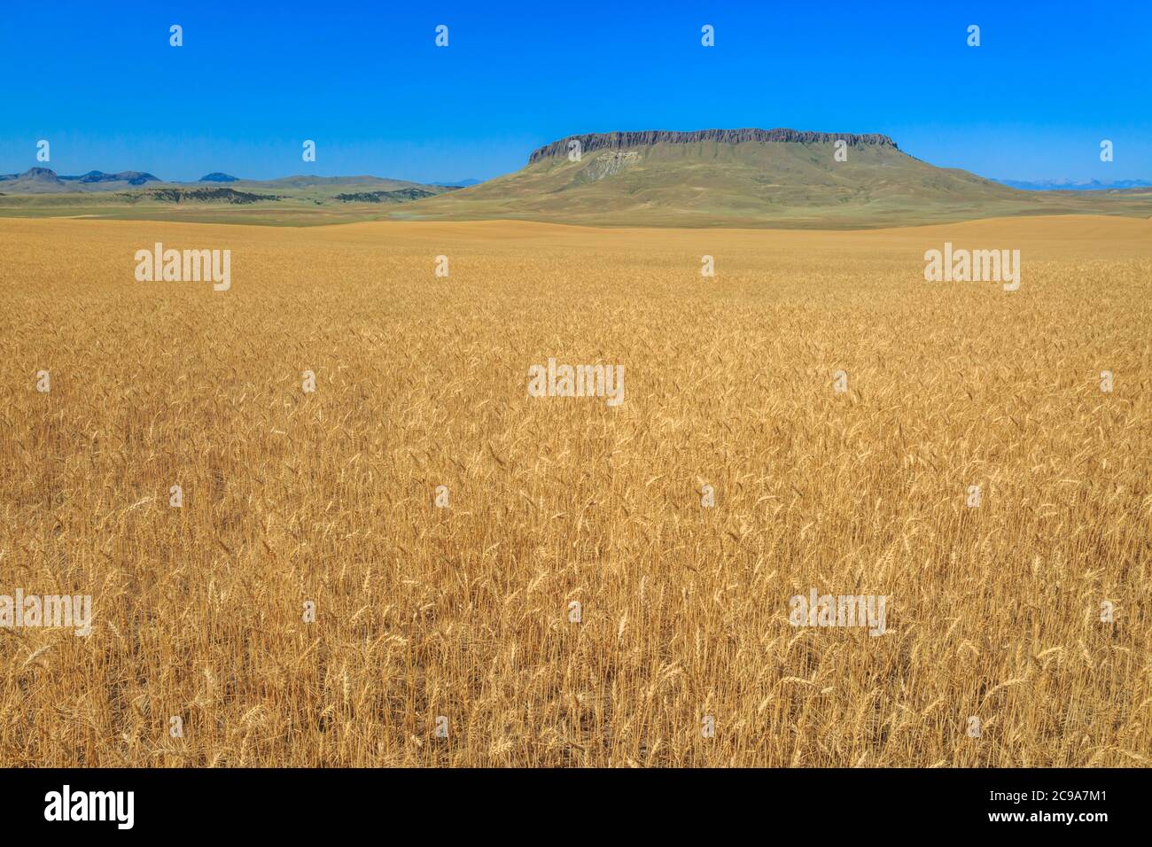 Feld von goldenem Weizen unter Krone butte in der Nähe von simms, montana Stockfoto