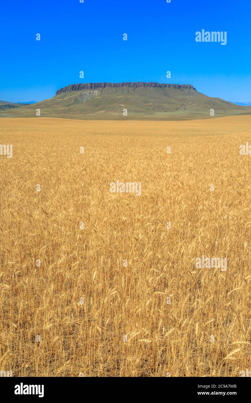 Feld von goldenem Weizen unter Krone butte in der Nähe von simms, montana Stockfoto