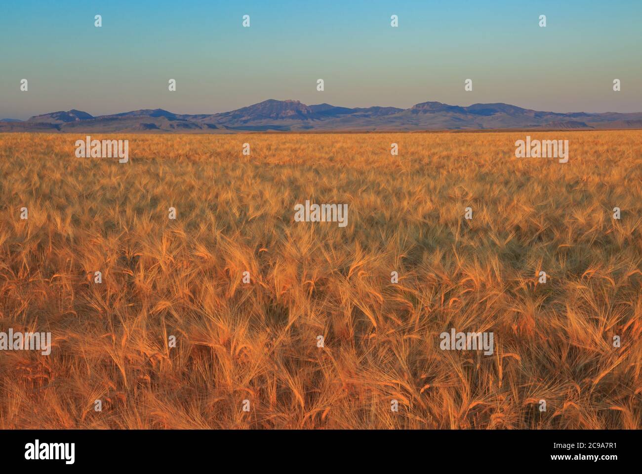 Morgenlicht auf einem Weizenfeld unter den winterharten Hügeln in der Nähe von um, montana Stockfoto