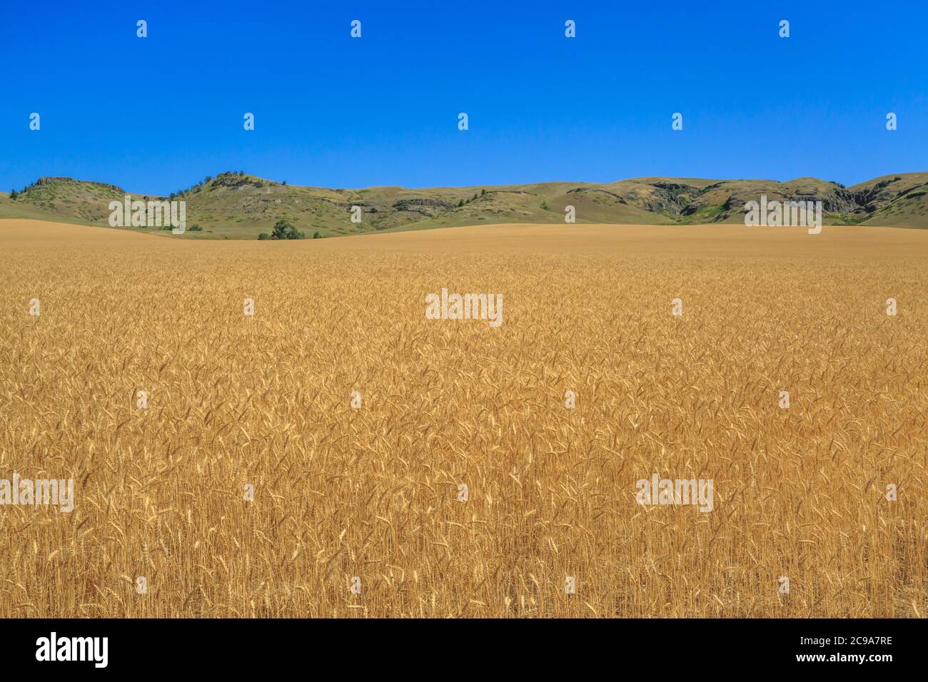 Weizenfeld unter shaw butte bei simms, montana Stockfoto