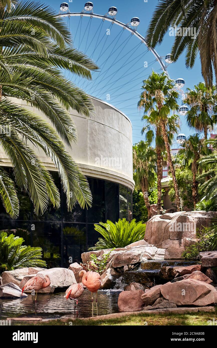 Sonnige Landschaft eines Gartengebietes in Las Vegas in Nevada, USA Stockfoto