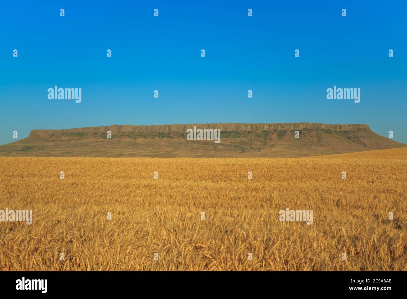 Weizenfeld unter der quadratischen butte bei ulm, montana Stockfoto