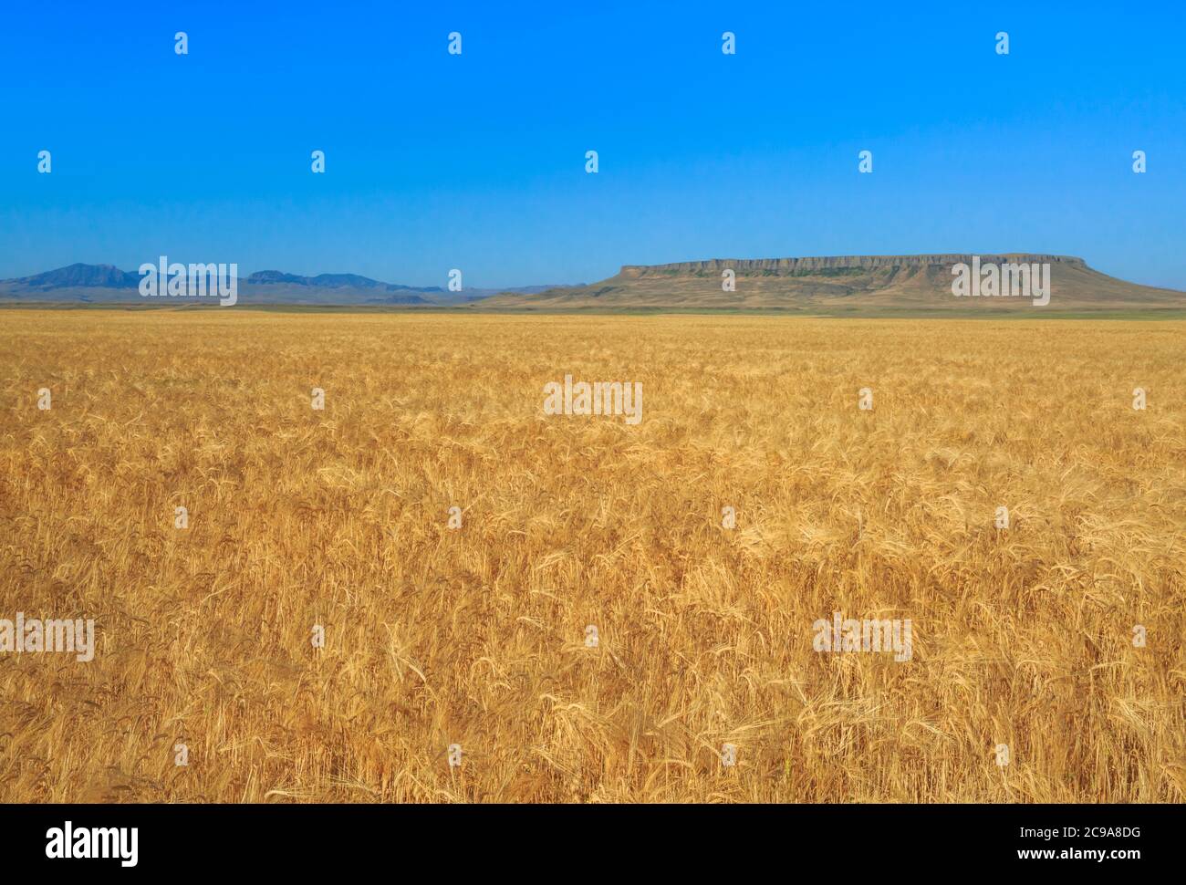 Weizenfeld unter der quadratischen butte bei ulm, montana Stockfoto
