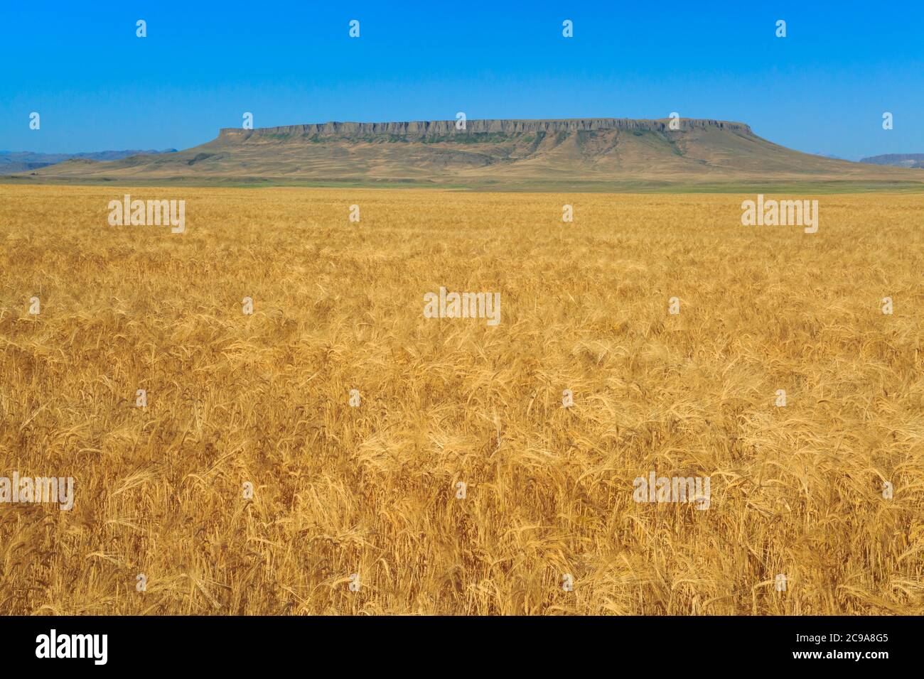 Weizenfeld unter der quadratischen butte bei ulm, montana Stockfoto