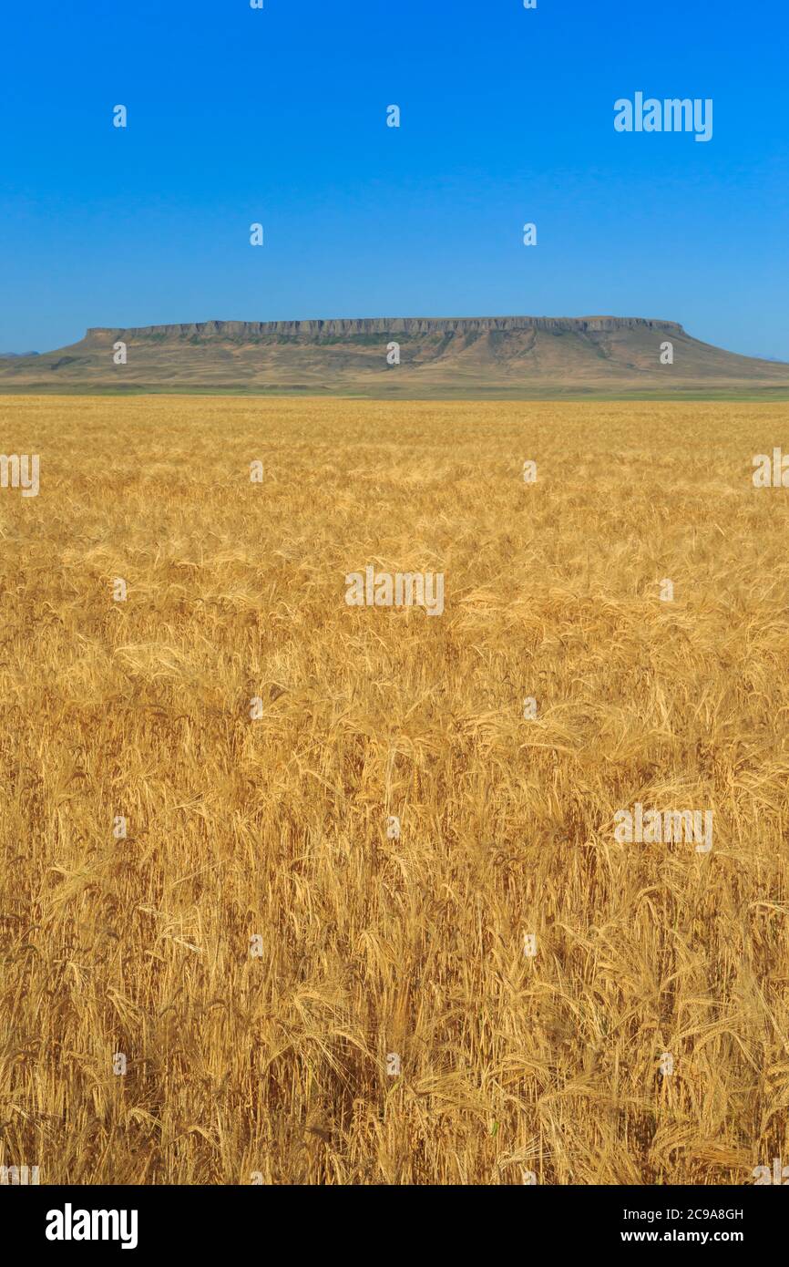 Weizenfeld unter der quadratischen butte bei ulm, montana Stockfoto