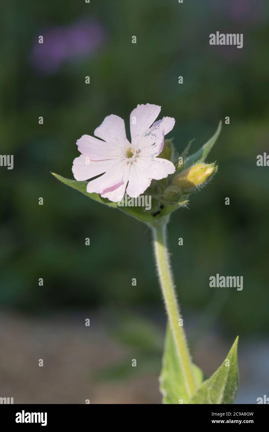Eine einzige Blume des weißen Campion (Silene latifolia) Stockfoto