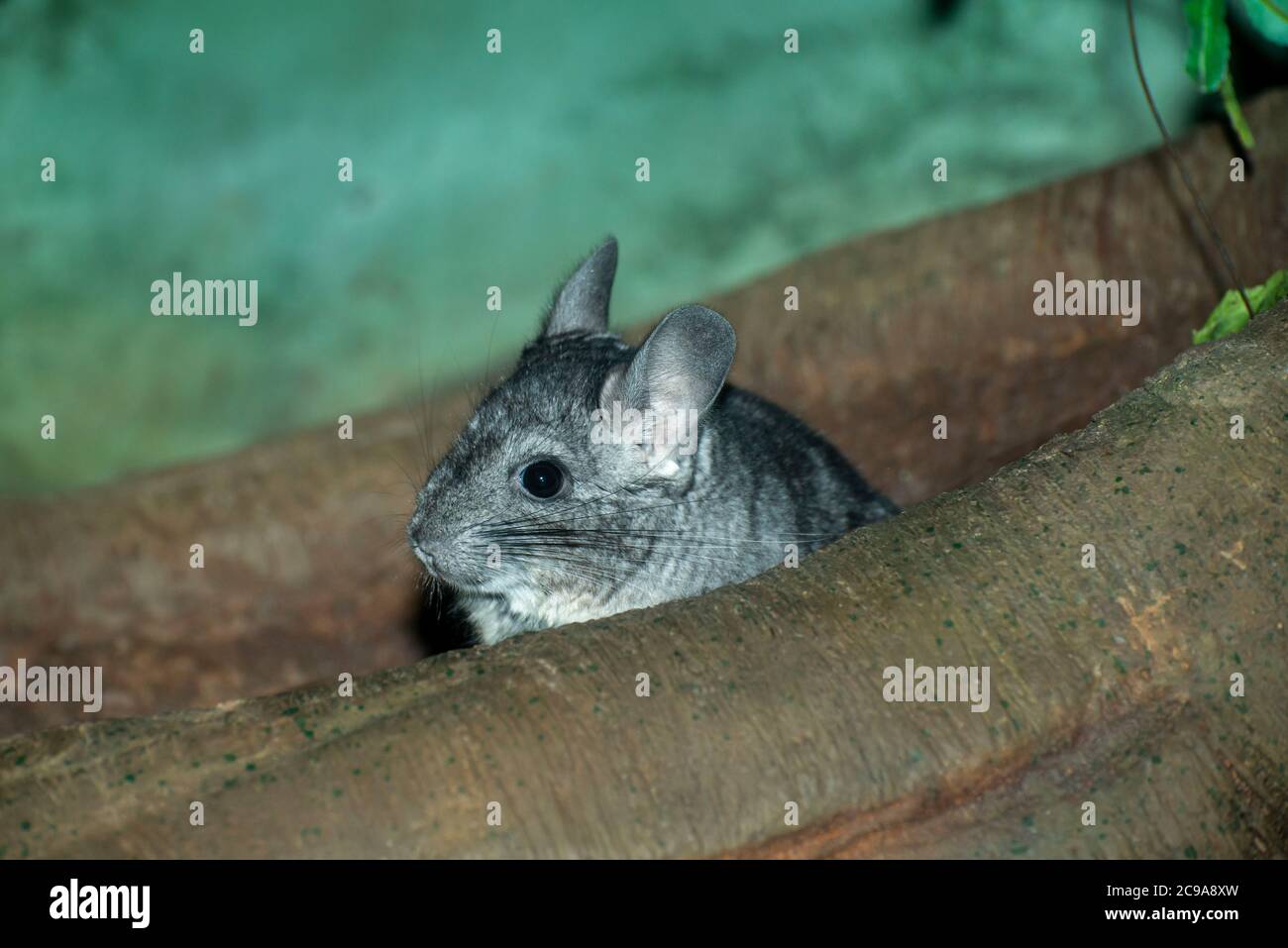 Apple Valley, Minnesota. Chinchilla, Chinchilla lanigerist eine in freier Wildbahn gefährdete Art. Stockfoto