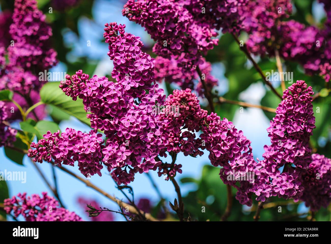 Blüten des gemeinen Flieders (syringa vulgaris) blühend im Frühling mit Kopierraum Stockfoto