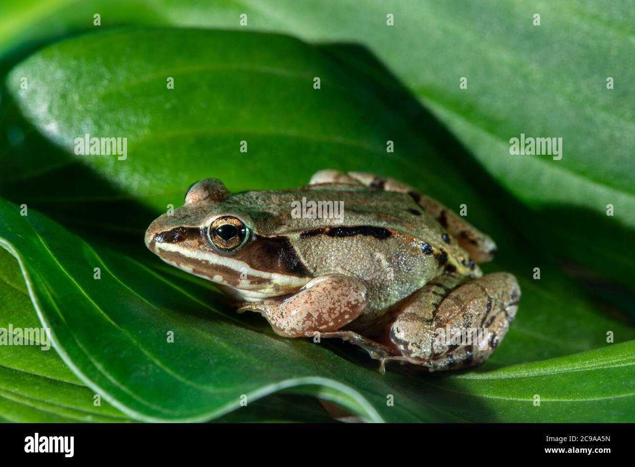 Vadnais Heights, Minnesota. Holzfrosch, Rana sylvatica auf grünem Blatt. Stockfoto
