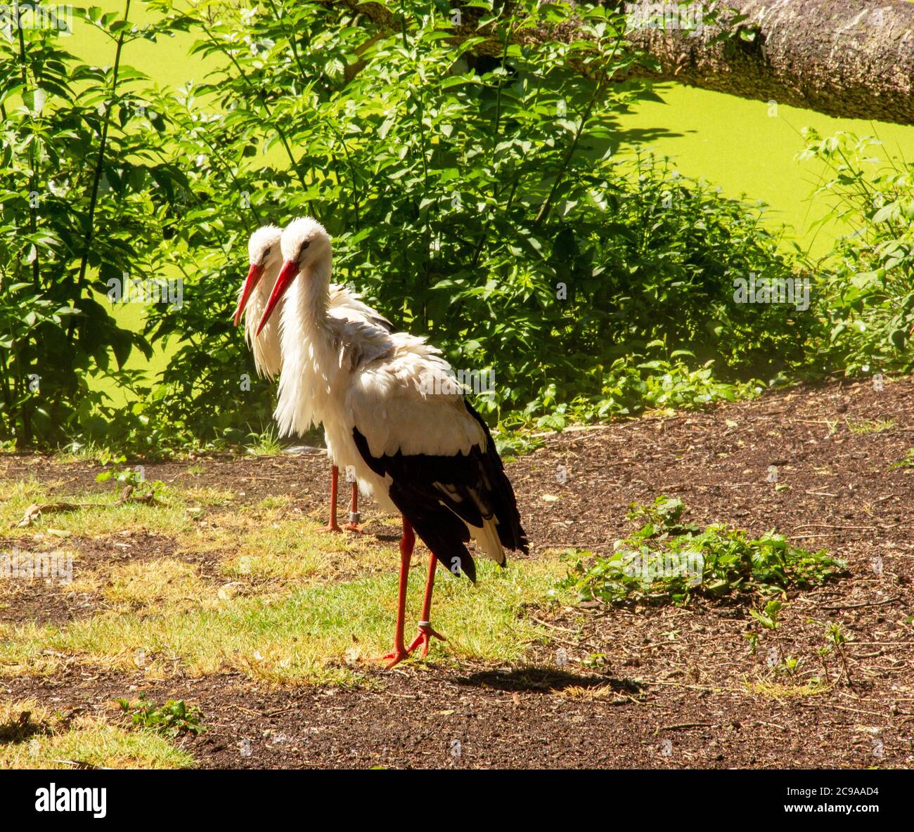 Zwei Weißstörche in einer Reihe, Ciconia ciconia, auch bekannt als Rasselstorch. Sie waren 1984 und 1994 in Deutschland Vogel des Jahres. Stockfoto